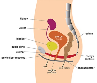 Anatomical drawing of a woman's pelvic floor muscles