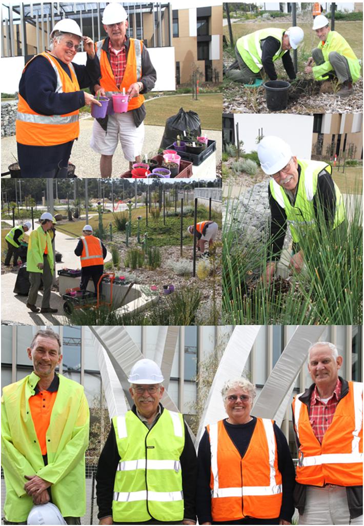Members of the Species Orchid Society of WA replanting native orchids at Fiona Stanley Hospital